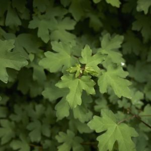 Acer campestre (Veldesdoorn)