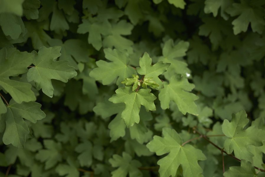 Acer campestre (Veldesdoorn)