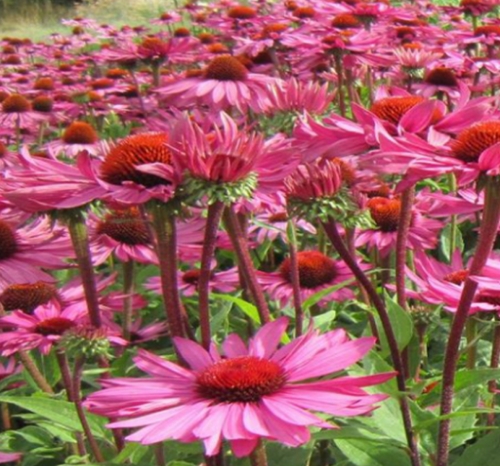 Afbeelding_Tuinbodem of graszoden