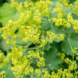Alchemilla mollis