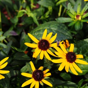 Rudbeckia fulgida 'Little Goldstar'