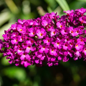 Buddleja davidii 'Royal Red'