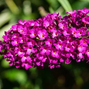 Buddleja davidii 'Royal Red'