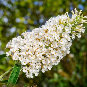Buddleja davidii 'White Profusion'