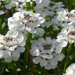 Iberis sempervirens 'Appen-Etz'