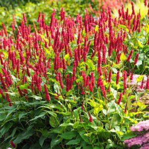 Persicaria amplexicaulis 'Blackfield'