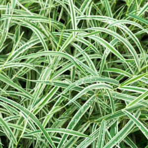 Carex morrowii 'Variegata'