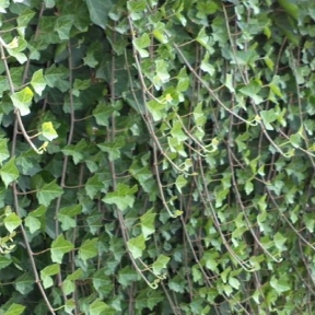 Klimplanten