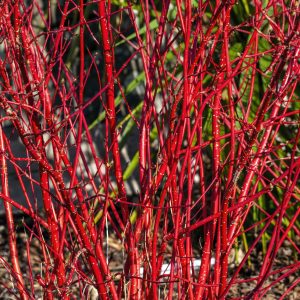 Cornus alba 'Sibirica'