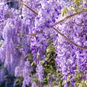 Wisteria sinensis 'Prolific'