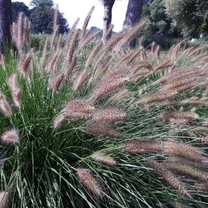 Pennisetum alopecuroides 'Hameln'