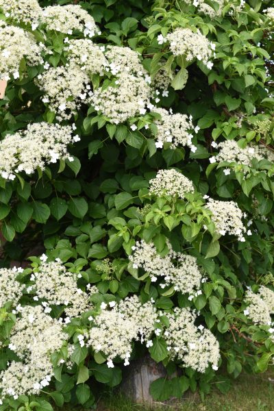 Hydrangea anomala petiolaris