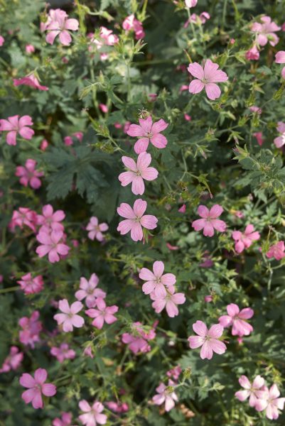 Geranium endressii