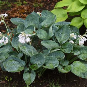 Hosta sieboldiana 'Elegans'