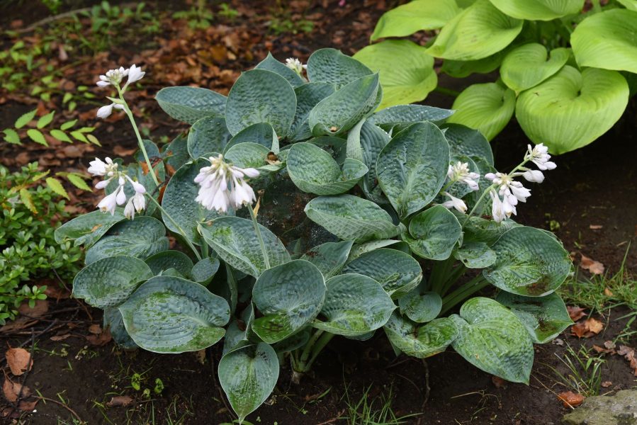 Hosta sieboldiana 'Elegans'