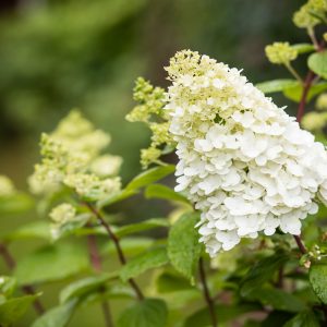 Hydrangea paniculata 'Limelight'