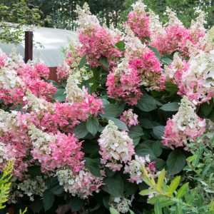 Hydrangea paniculata 'Wim's Red'