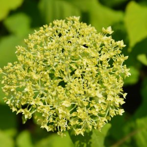 Hydrangea arborescens 'Incrediball'