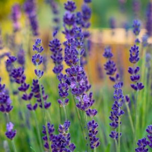 Lavandula angustifolia 'Hidcote'