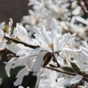 Magnolia stellata