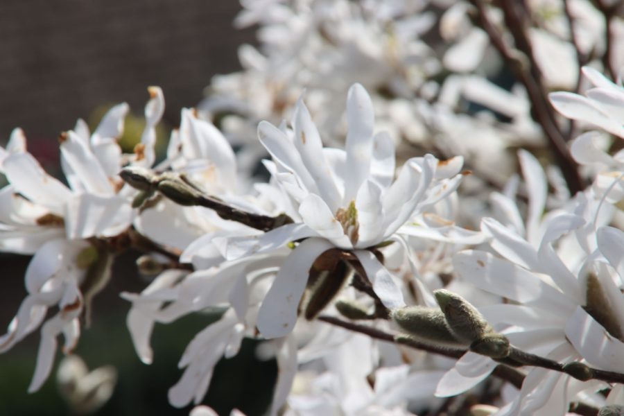 Magnolia stellata