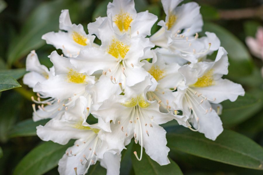 Rhododendron 'Cunningham's White'