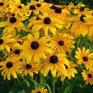 Rudbeckia fulgida 'Goldsturm'