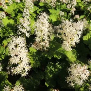 Tiarella cordifolia