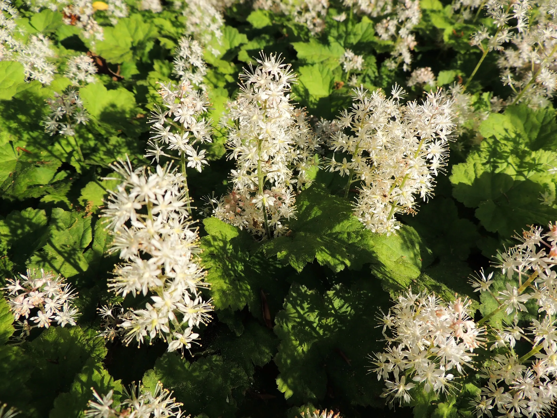 Tiarella cordifolia