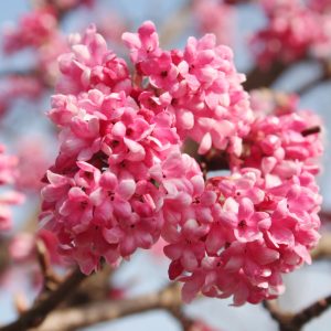 Viburnum bodnantense 'Dawn'