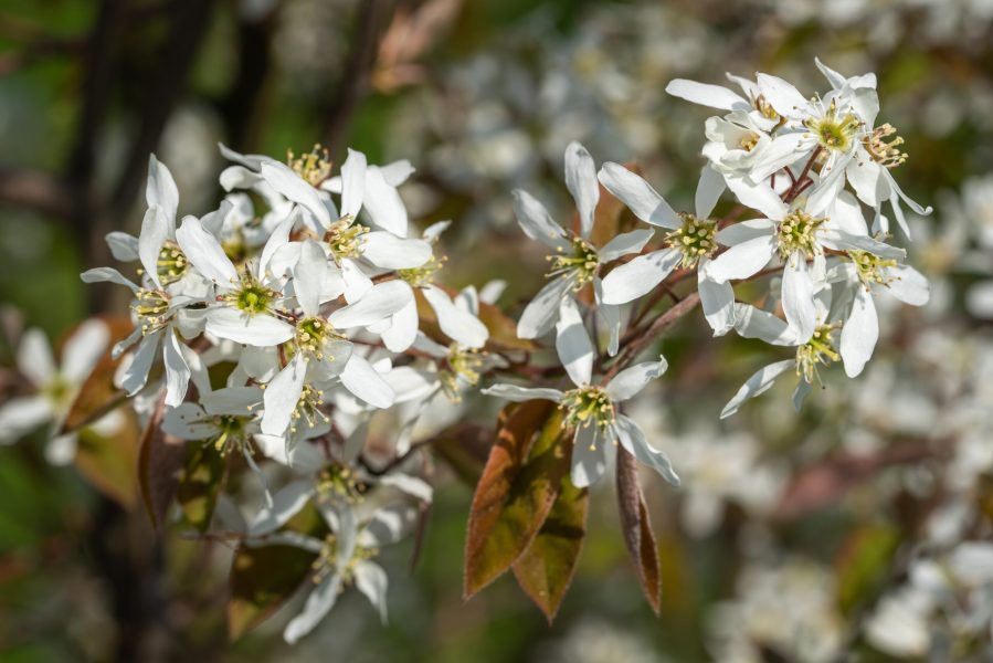 Amelanchier lamarckii
