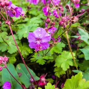 Geranium cantabrigiense 'Cambridge'