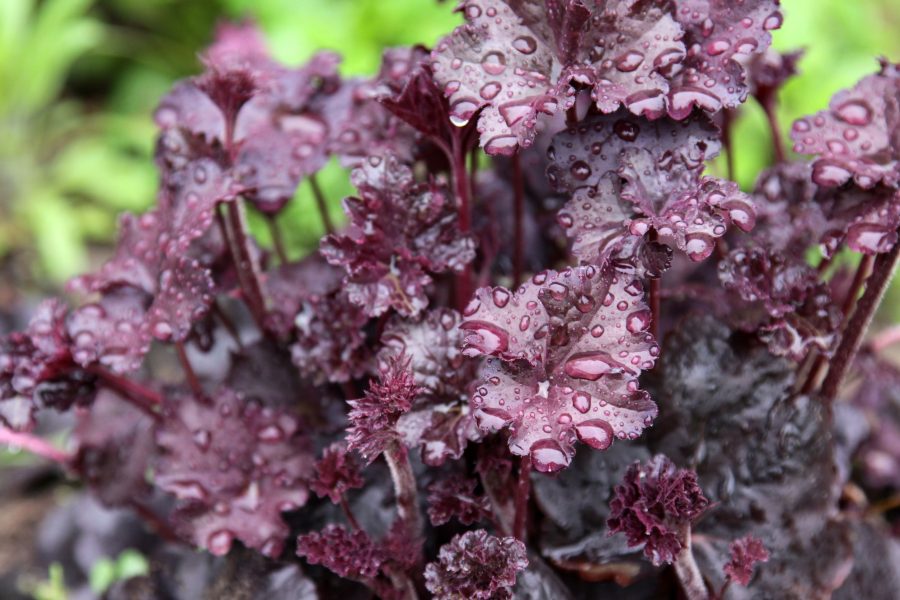 Heuchera micrantha 'Palace Purple'