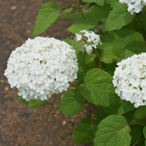 Hydrangea arborescens 'Annabelle'