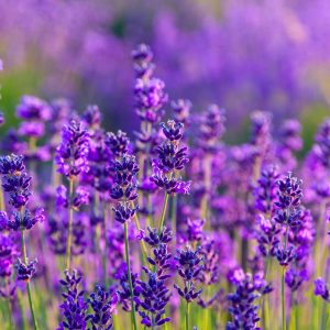 Lavandula angustifolia 'Dwarf Blue' (Lavendel)