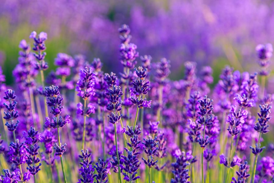Lavandula angustifolia 'Dwarf Blue' (Lavendel)
