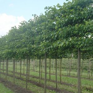 Tilia europea 'Pallida'