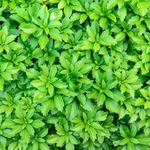 Pachysandra terminalis 'Green Carpet'