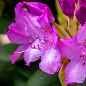 Rhododendron 'Roseum elegans'