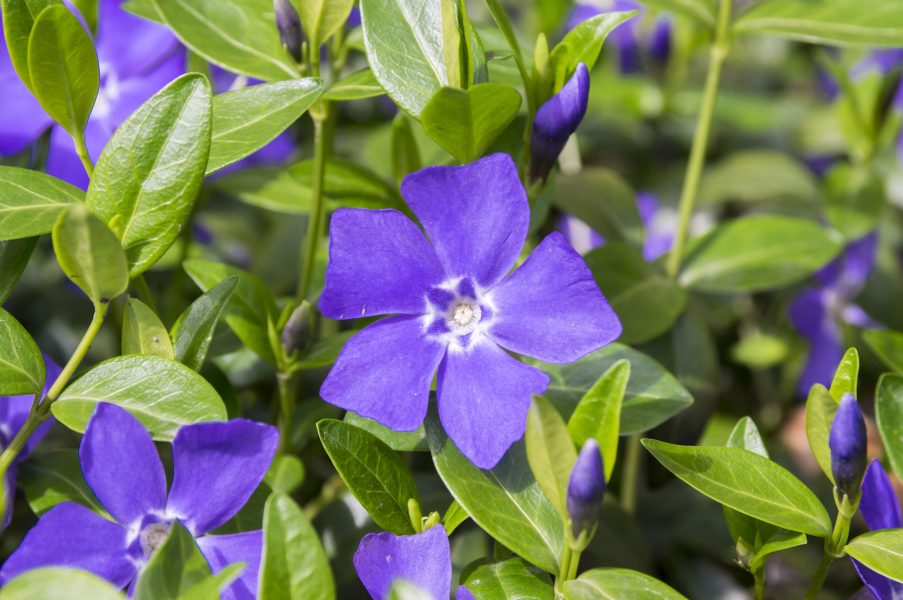 Vinca minor