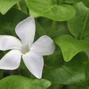 Vinca minor 'Alba'